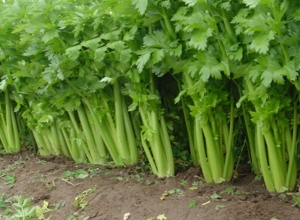 Bật mí cách chữa cao huyết áp bằng rau cần tây cực công hiệu ngay tại nhà